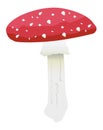 Vector illustration of fly agaric mushroom Ã¢â¬â Amanita muscaria Royalty Free Stock Photo